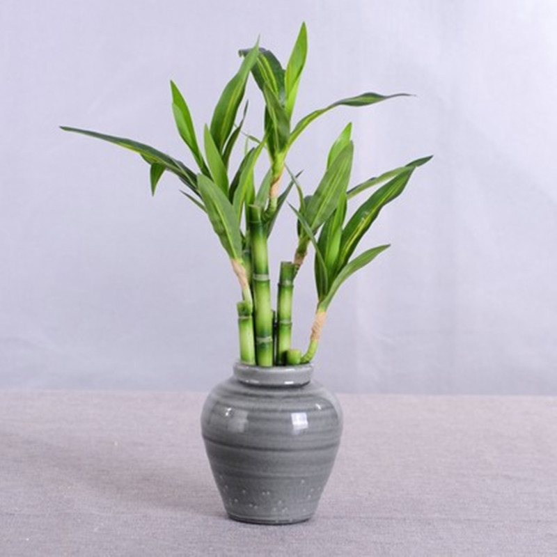 Nieuwe 40 cm rFtificial Lucky  - Echeveria Succulent recensie en prijs