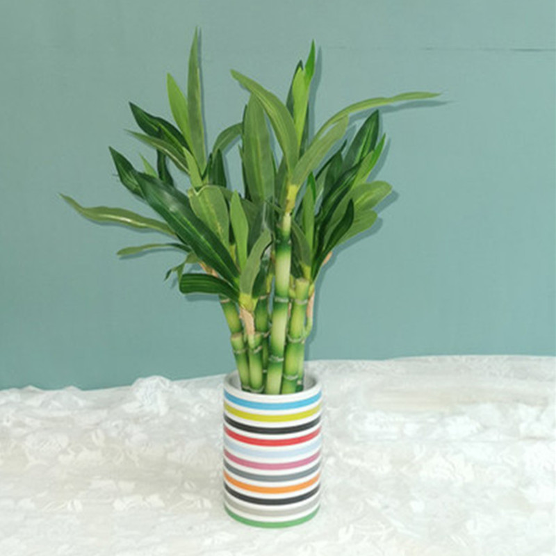 Nieuwe 40 cm rFtificial Lucky  - Echeveria Succulent recensie en prijs