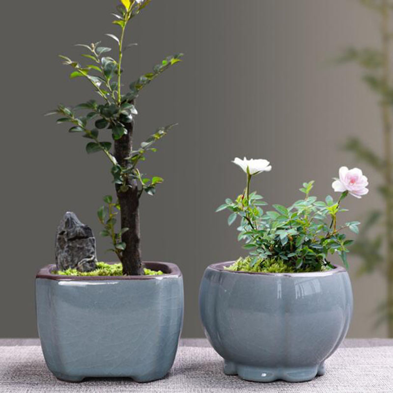 Retro Keramische Bloempot Aspe - Echeveria Succulent recensie en prijs