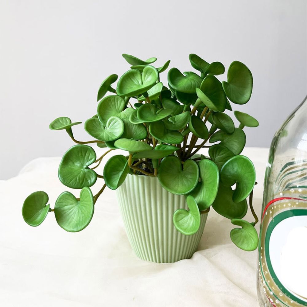 Zachte lijm Kunstplant EVA Gro - Echeveria Succulent recensie en prijs