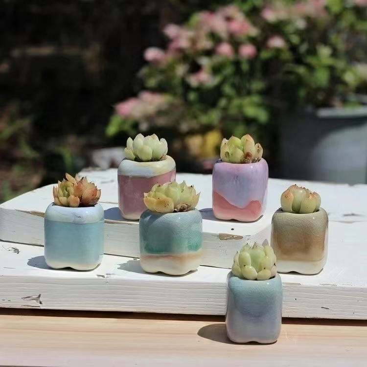6 Stuks Mini Bloempot Vetplant - Echeveria Succulent recensie en prijs